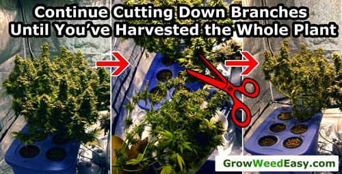 0_chop-plant-marijuana-harvest-sm.jpg
