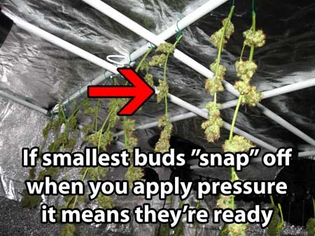 0_if-buds-snap-off-cannabis-finished-drying-sm.jpg