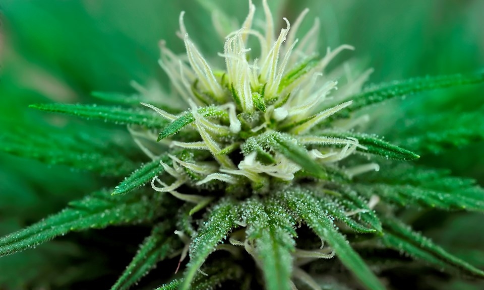 0_increasing-trichome-production-on-cannabis.jpg