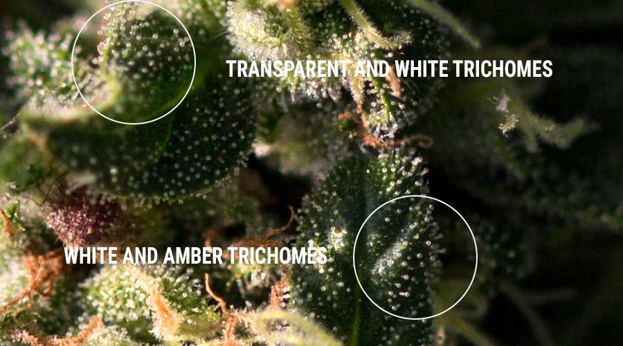 0_NOT-READY-AND-READY-TRICHOMES.jpg