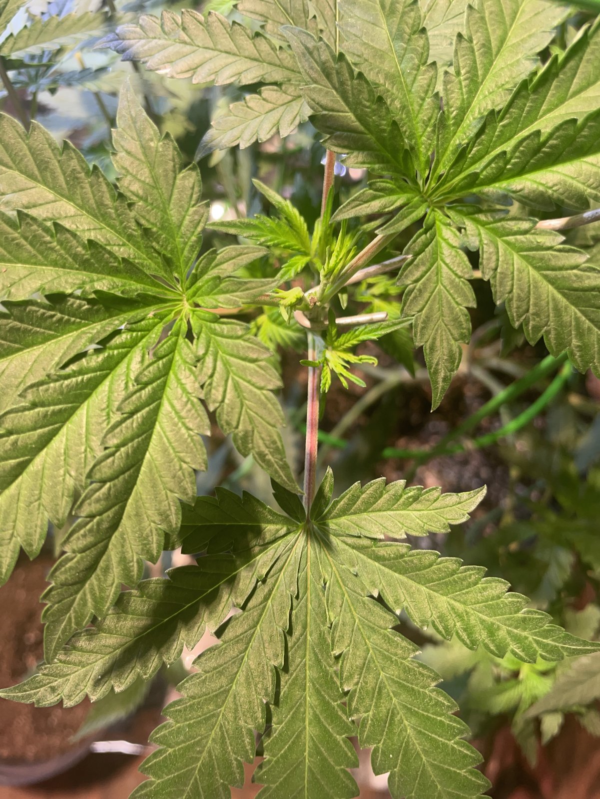 Leaf stems are starting to turn purple and wondering if it's genetics ...