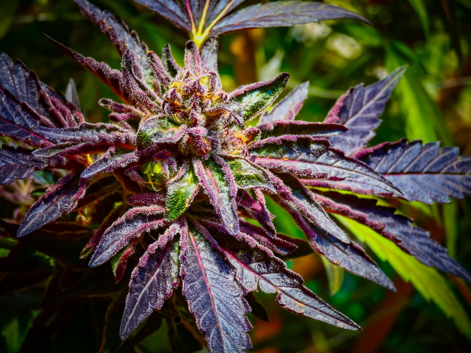 Colorful Cannabis Photography | Page 2 | 420 Magazine