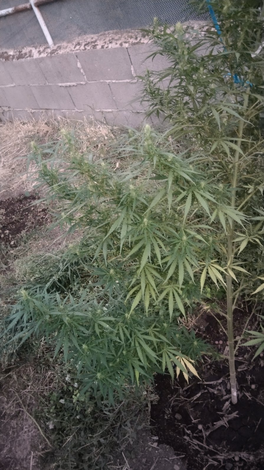 Outdoor Sativa Cultivation At 39N Inland, At 2950 Feet, 900 Metres 