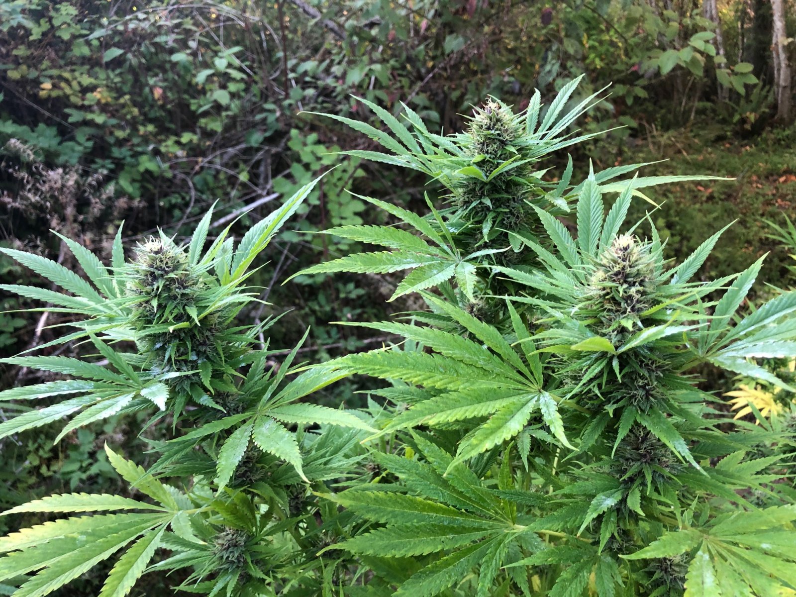 3 main buds at the top Durban Poison bud outdoors.jpg