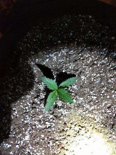 Mutant or some kind of stress? Shared leaflets on sprout.