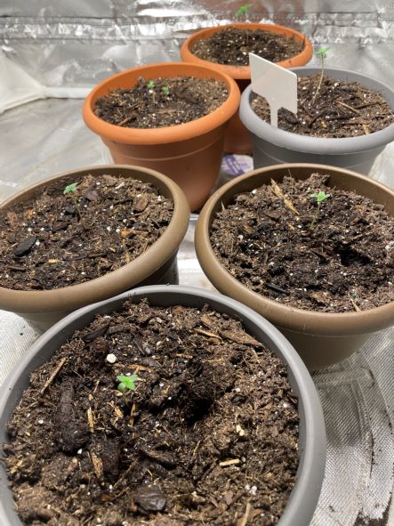 6 seedlings resized.jpg