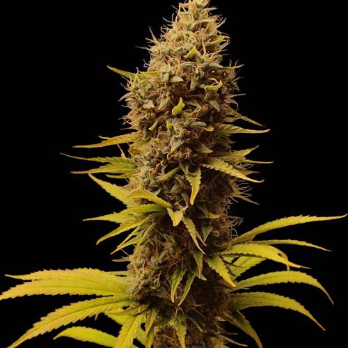 6466951_grow-journal-by-canariangrow92super-sativa-seed-clubsour-tangie-dawg_m.jpg