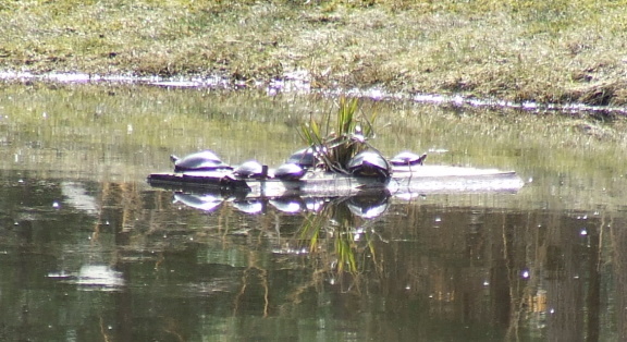 8 turtles.jpg