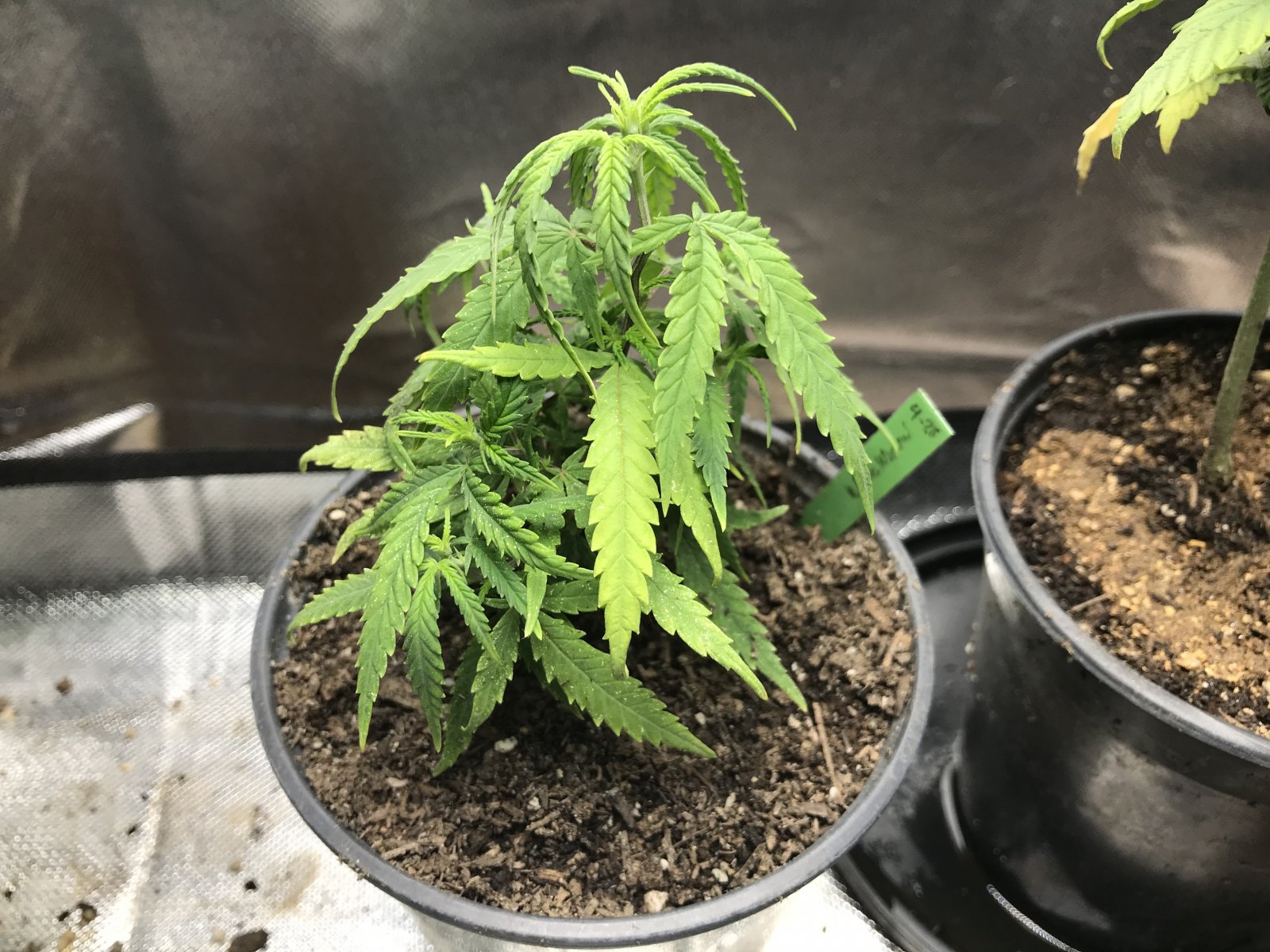 White Widow clone- mom's currently in the do I harvest? stage of growth