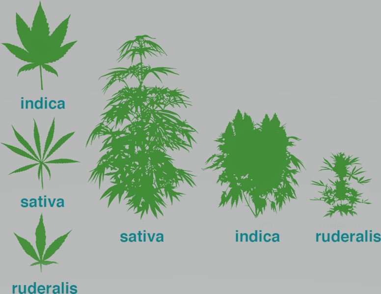 _Cannabis_Plant.jpg