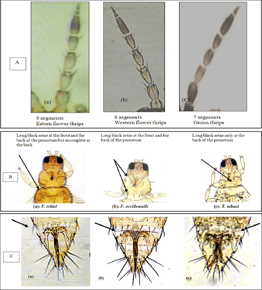A-The-antennae-of-Frankliniella-tritici-a-F-occidentalis-b-have-eight-segments.png