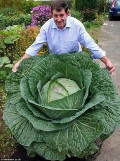 a14ab3e86b10a00fdf869--cabbage-seeds-cabbage-plant.jpg