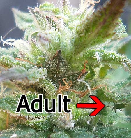 adult-aphids-on-marijuana-bud-sm.jpg