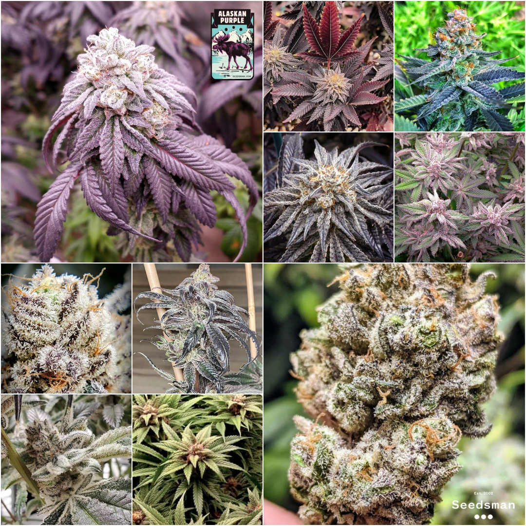 Alaskan Purple - 10 growers.png