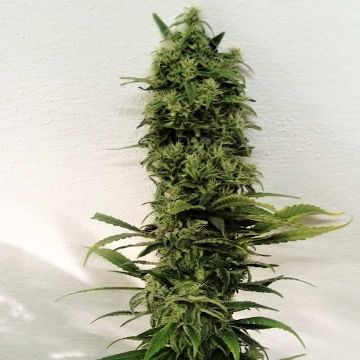 amnesia-f2-pure-regular-seeds-hypro-marijuanaseeds.jpg