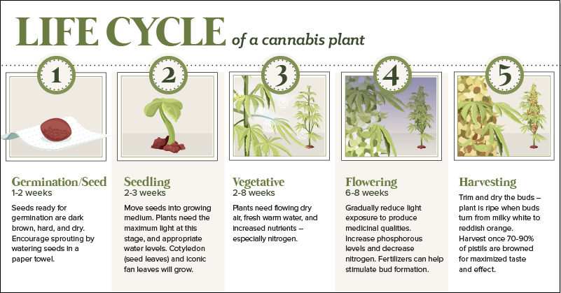 anatomy-cannabis-plant-share.png