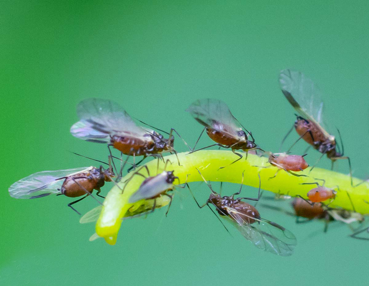 Ant vs. Aphids--3.jpg