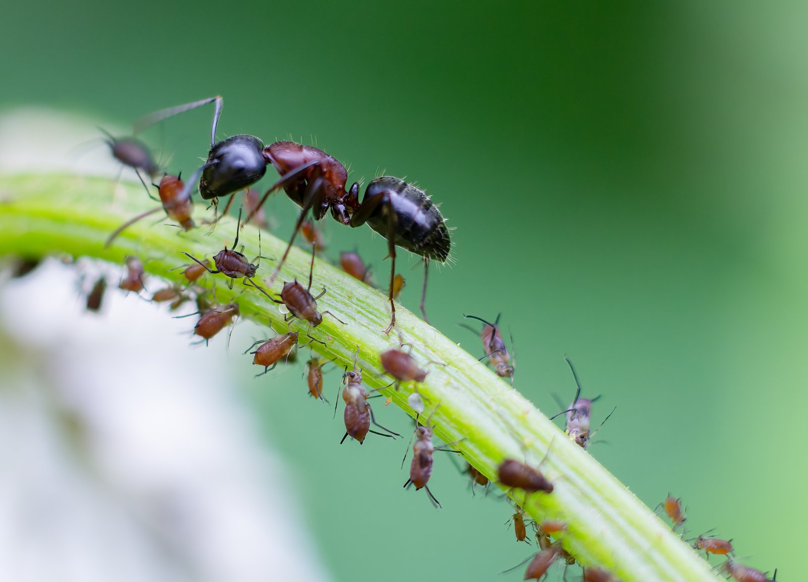 Aphids and ant 2.jpg