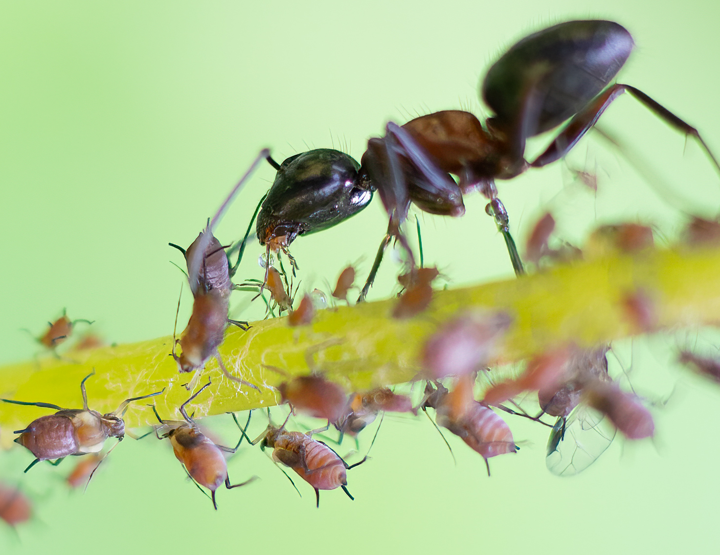 Aphids and ant.jpg
