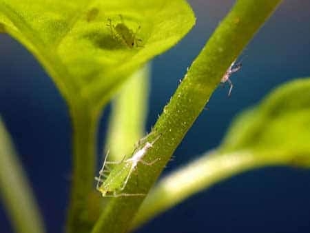 aphids-on-marijuana-sm.jpg
