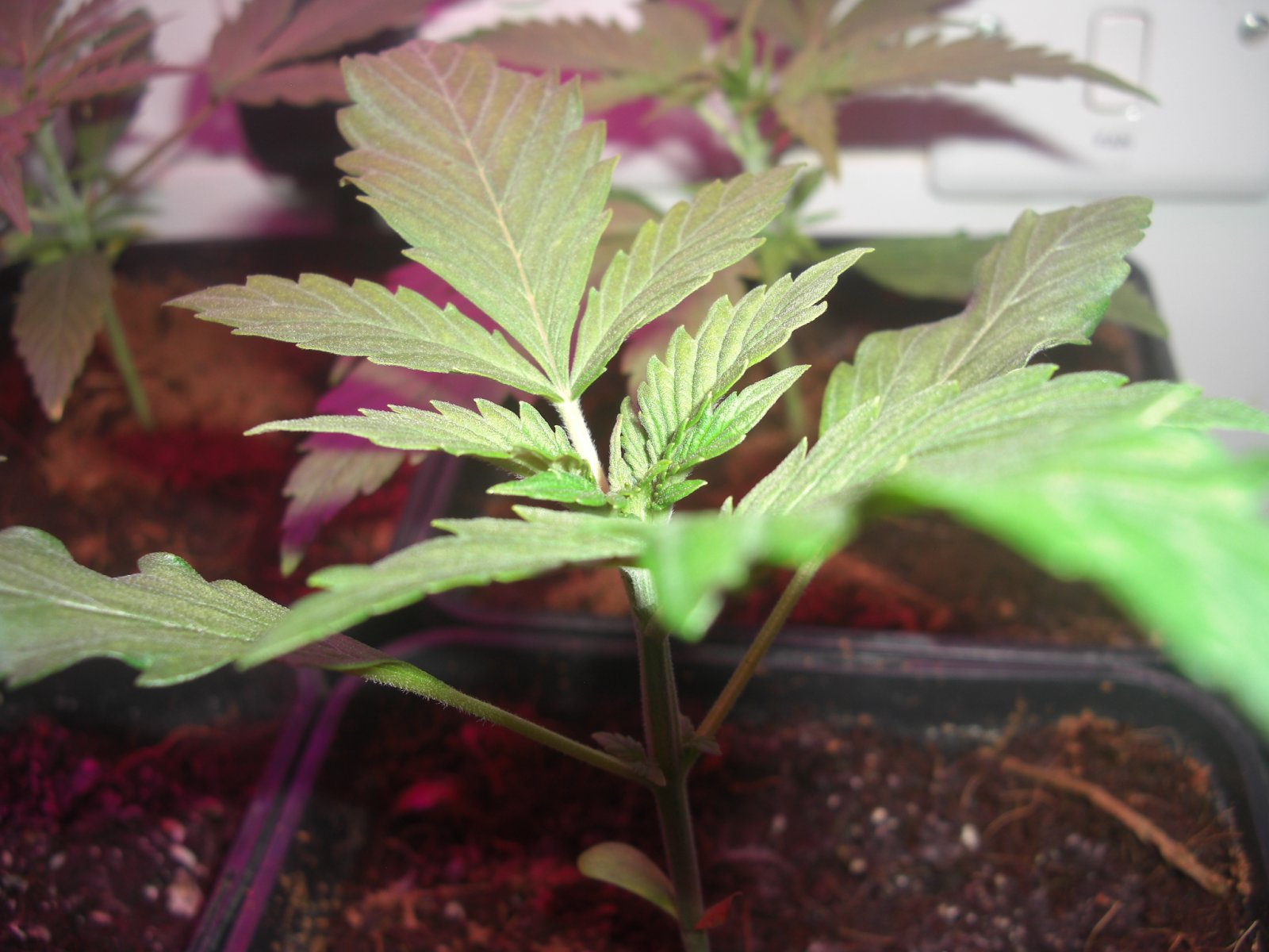 auto-northern-lights-early-cal-mag deficiency.JPG