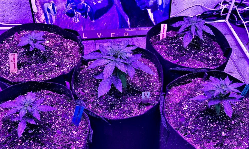Autotown September 30 All Transplanted into 5 and a half gallon containers of Sohum.jpg