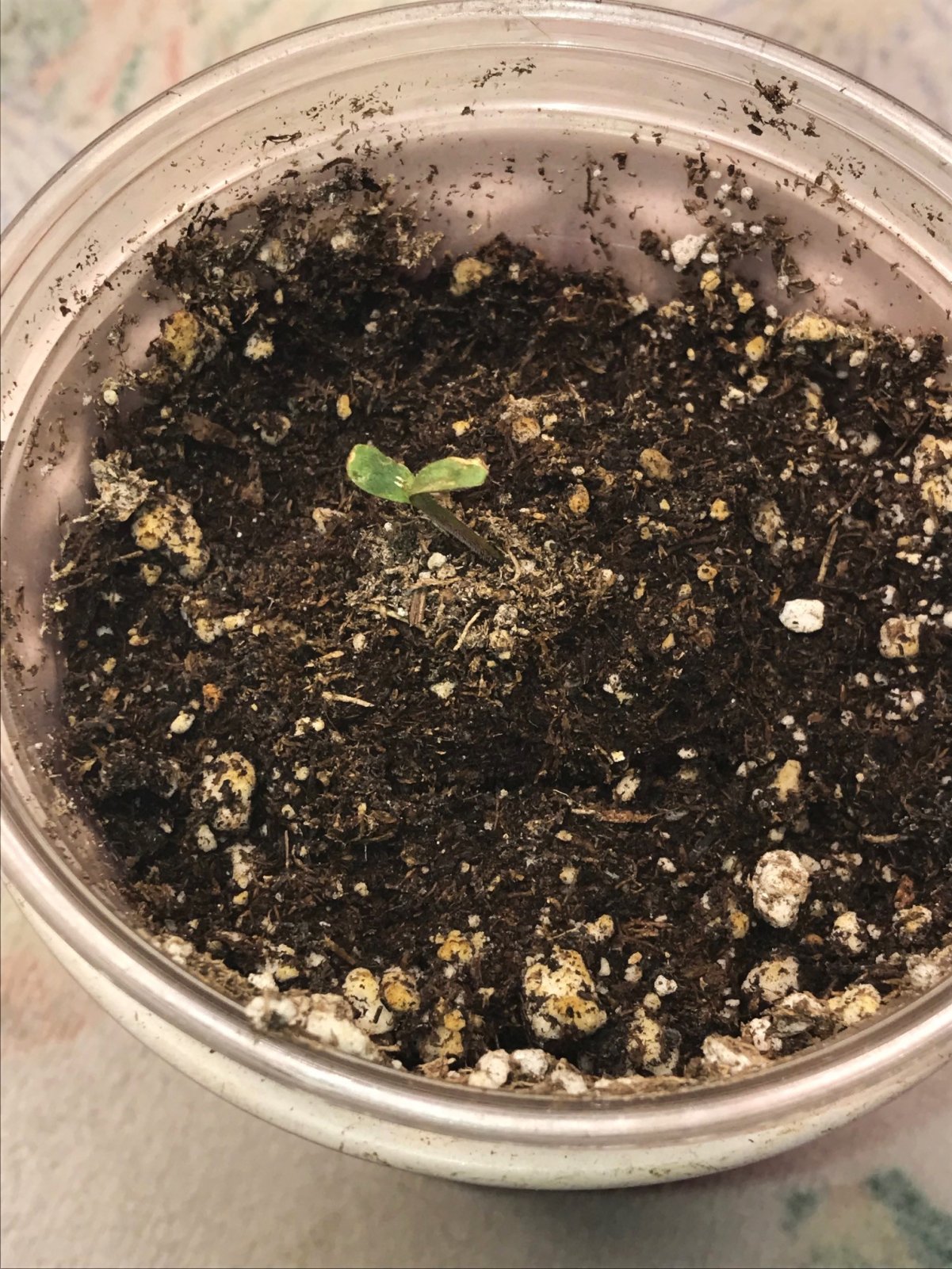 Baby Lecter Day 5 no grow.jpg