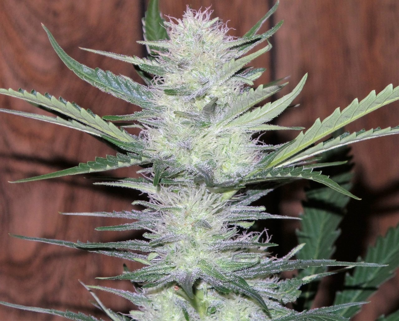 BbBliss 57 days top cola.jpg