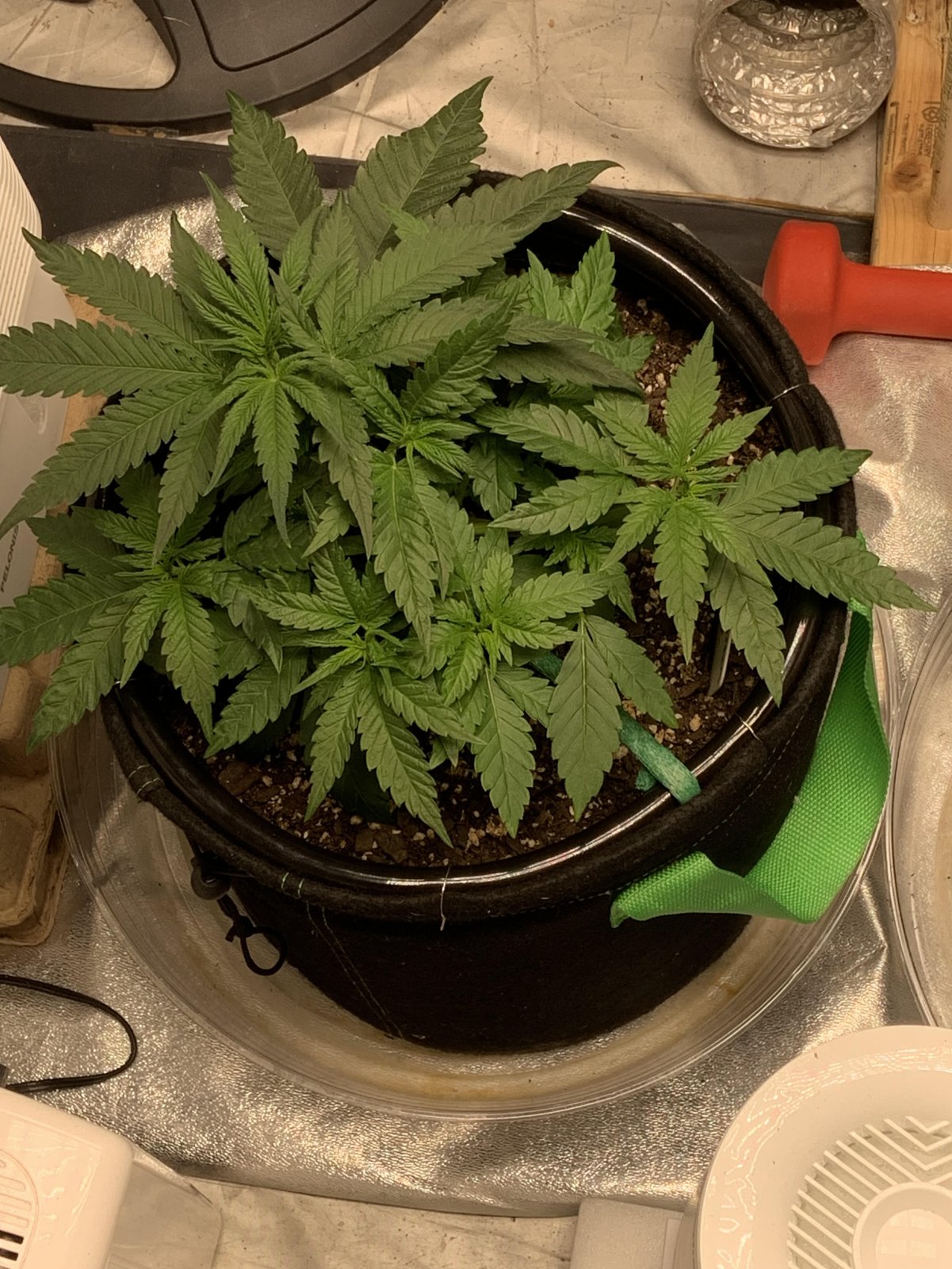 BD#2 after LST day2.jpg