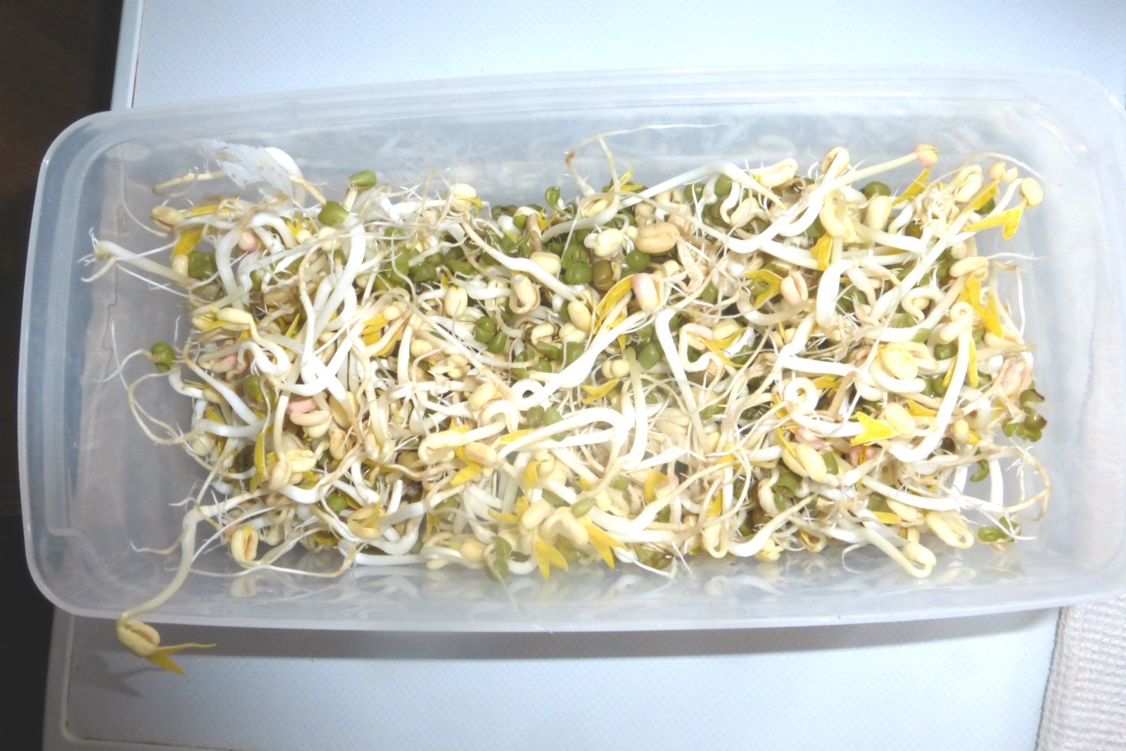 Bean Sprouts.jpg