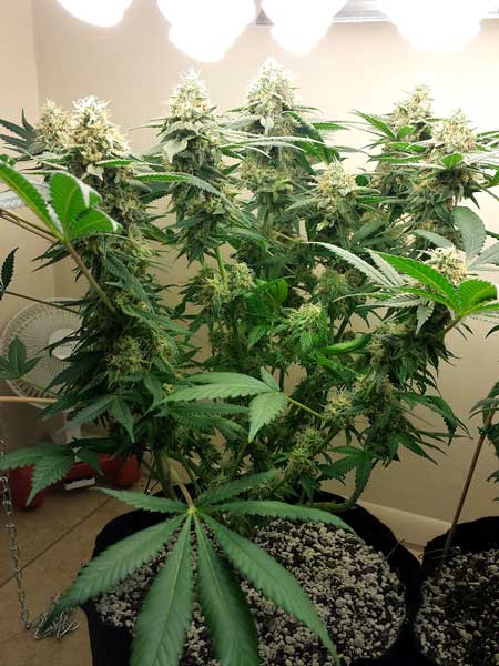 big-buds-under-cfl-grow-lights-cannabis-sm.jpg
