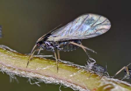 black-fly-aphid-with-wings-sm.jpg