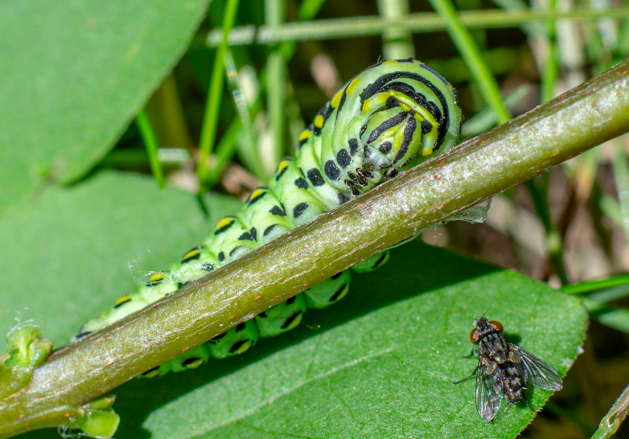 Black Swallowtail Caterpillar and fly.jpg