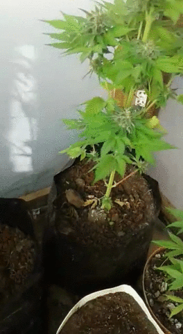 Blueberry plants buds and cola's.gif
