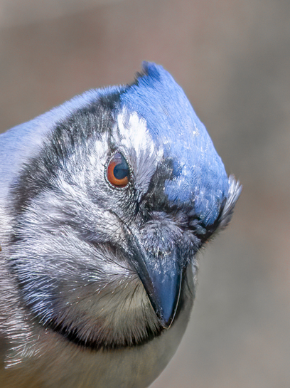 Bluejay in your face.jpg
