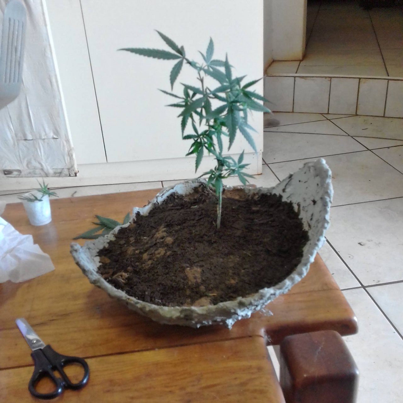 Bonsai after taking off top and some main leaves.jpg