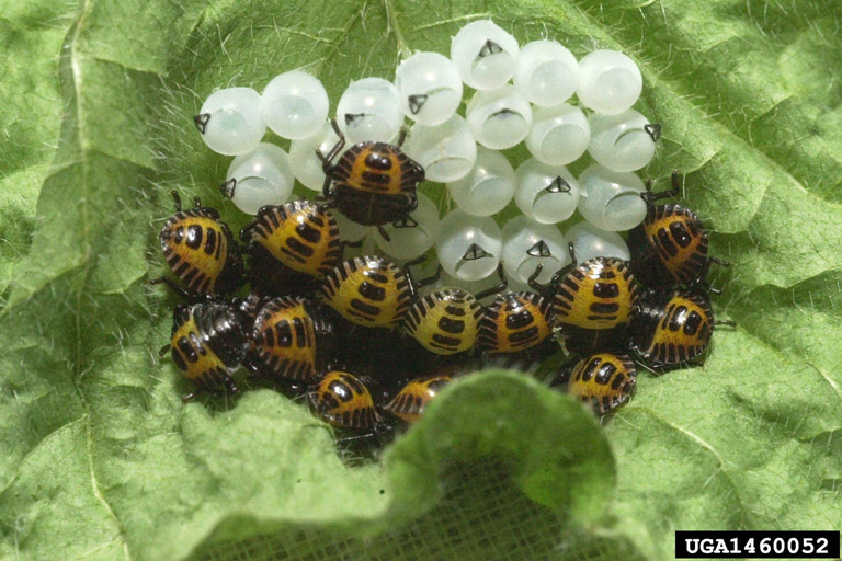 Brown_marmorated_stink_bug_eggs_hatched.jpg