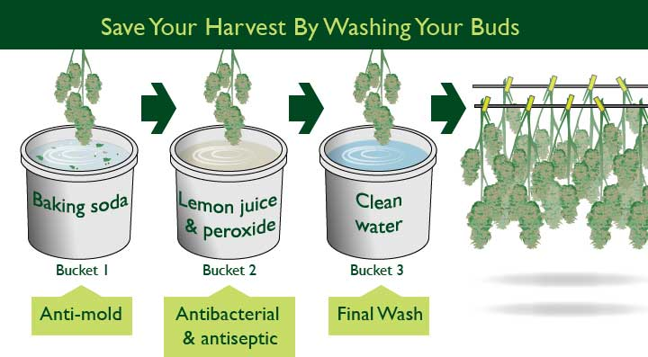 Bud Washing Infographic.png