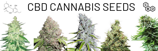buy-cbd-cannabisseeds-online-cannapot-hempshop.png
