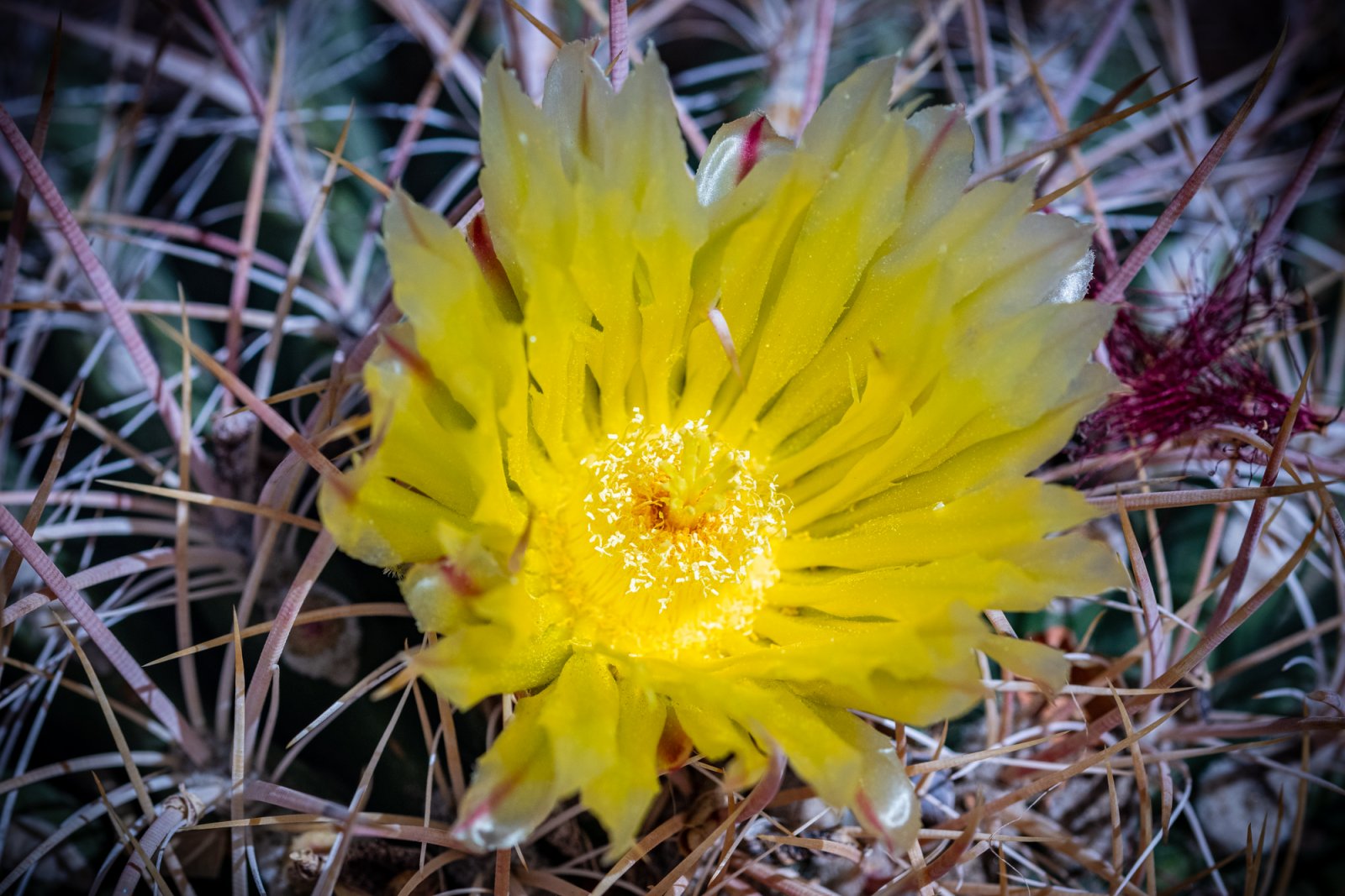 Cactus Flower small-1.jpg