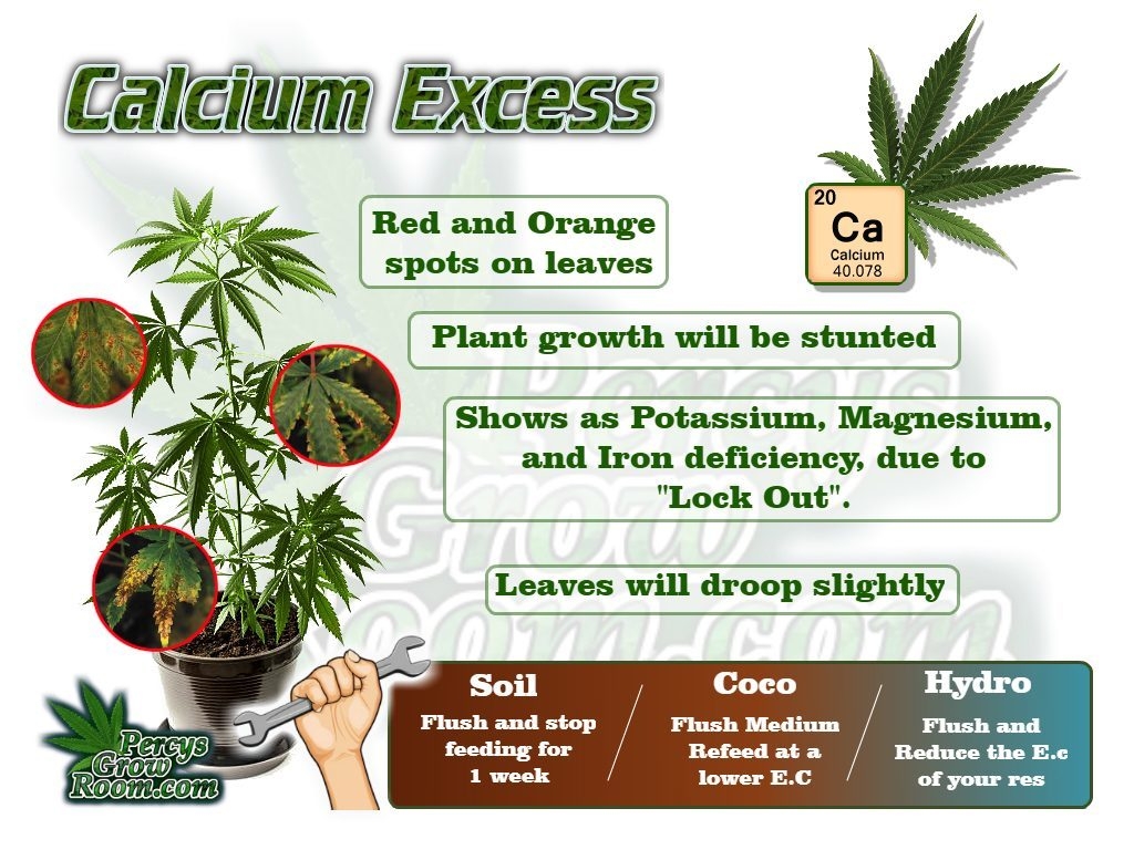 calcium-excess-in-a-cannabis-plant-1024x768.jpg
