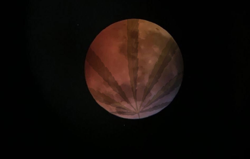 Canna-in-the-moon.jpg