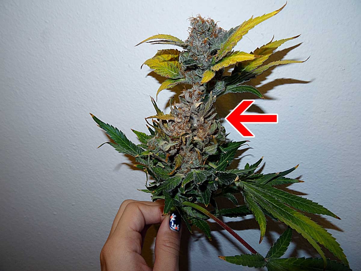 cannabis-bud-rot-mold-looks-mostly-normal-except-yellow-leaves.jpg