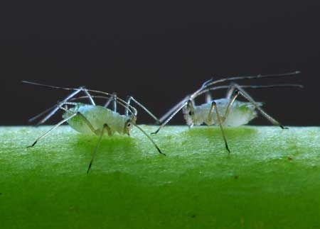 cannabis-bugs-closeup-green-aphids-sm.jpg