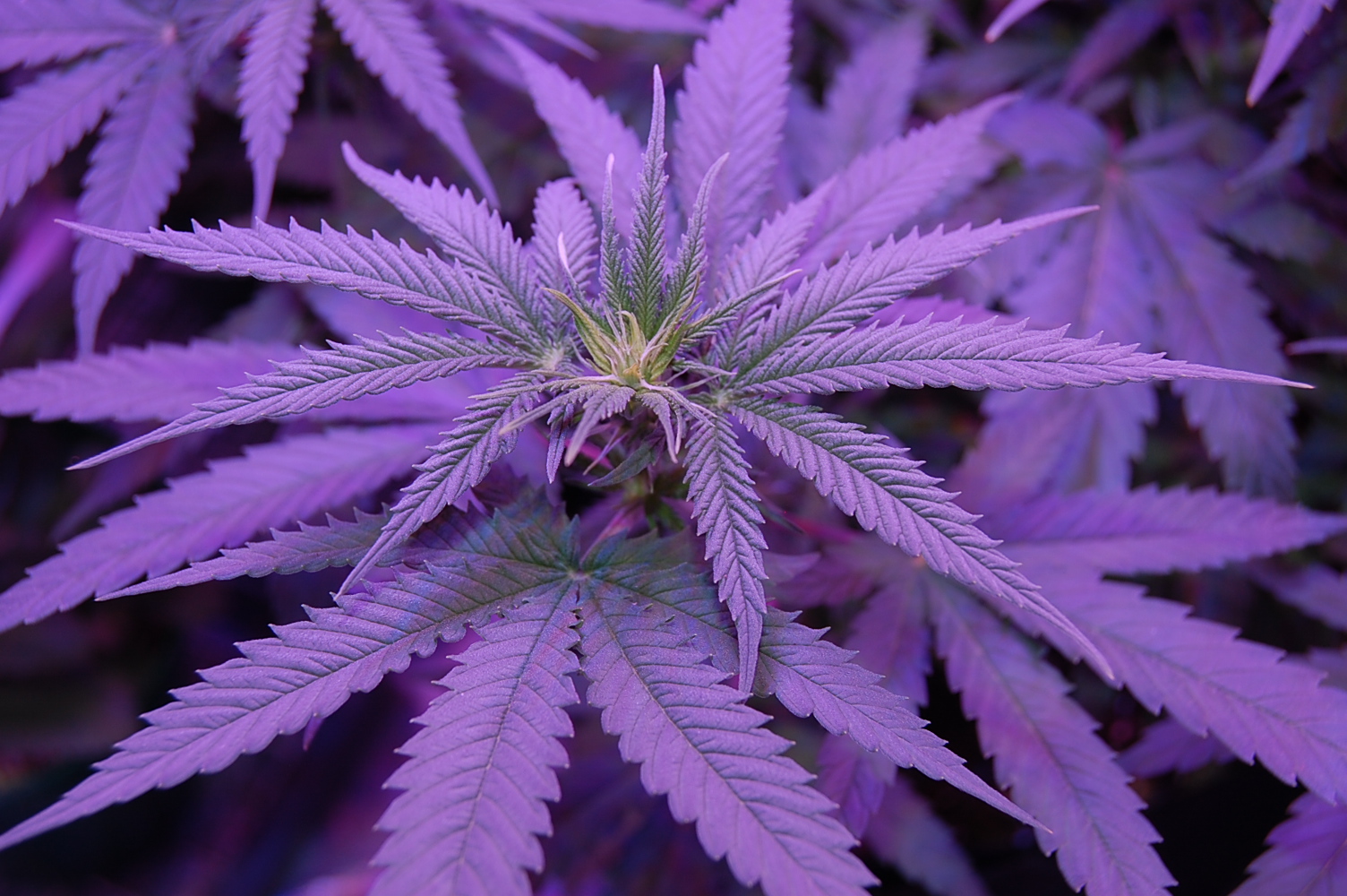 cannabis-flower-bud-site.JPG