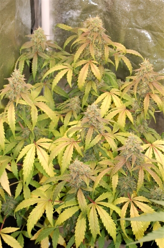 cannabis-flower-yellowing.jpg