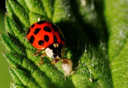 cannabis-lady-bug-eating-aphid-sm.jpg