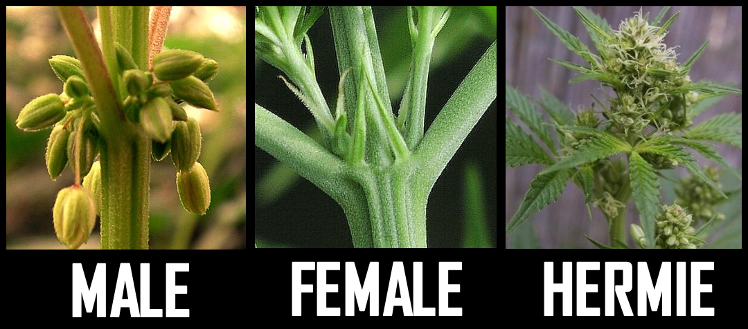 Cannabis-Male-Female-Hermaphrodite.png