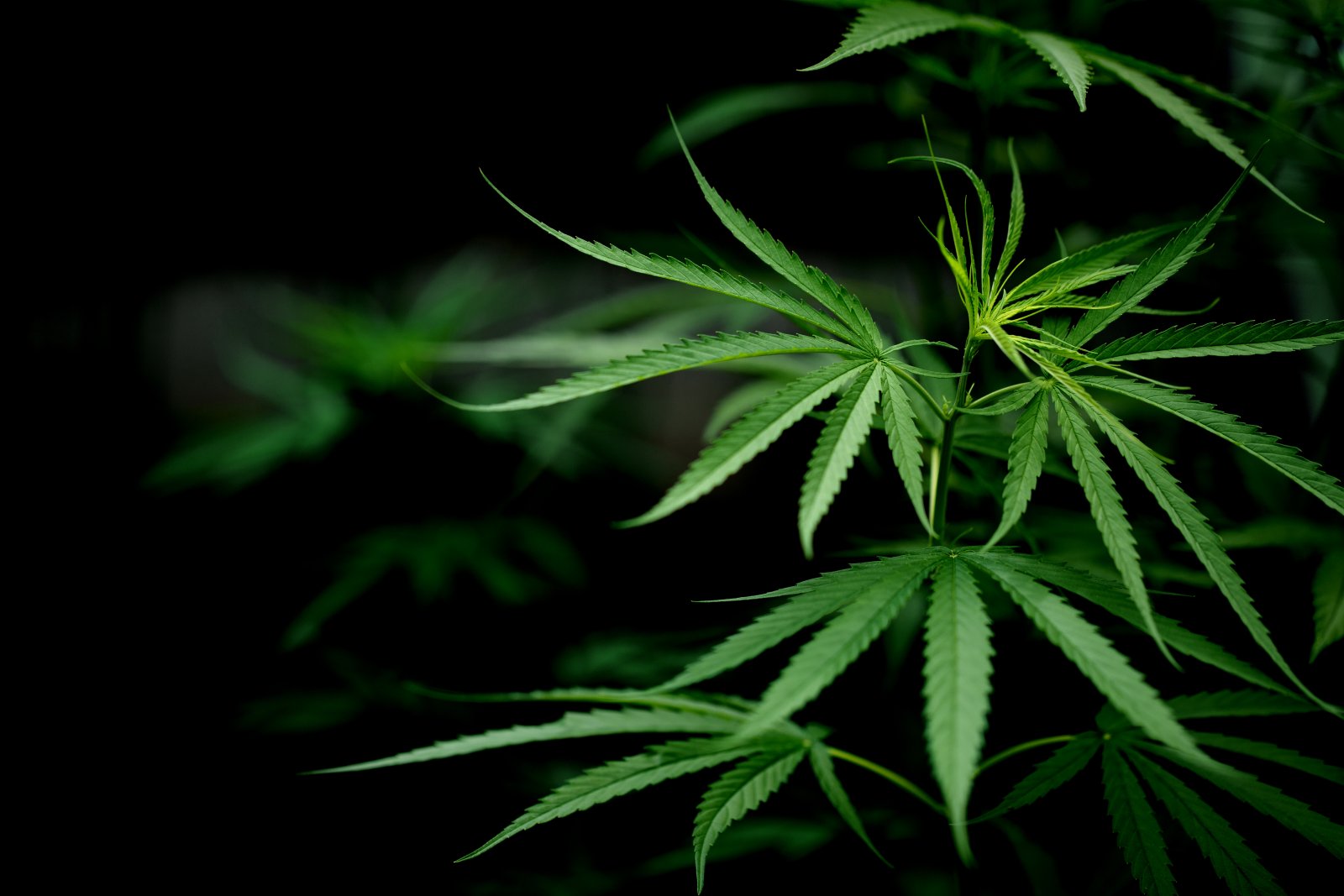 cannabis-marijuana-leaf-closeup.jpg