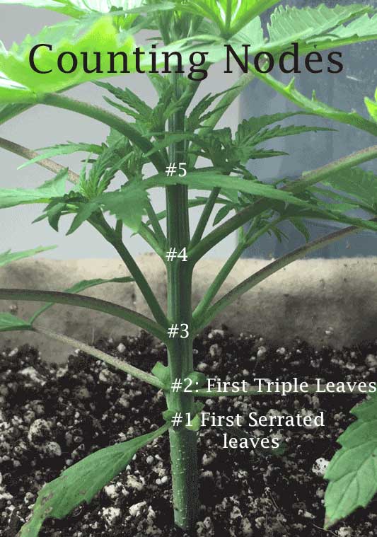 Cannabis-Nodes.jpg